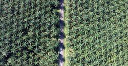 Tukar Posisi, Jatmiko Krisna Jadi Direktur Utama PTPN V