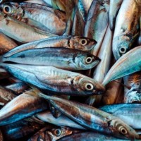 Jelang Nataru, BPOM Temukan 3 Jenis Ikan Positif Formalin Dijual di Pasar Gunungkidul