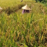 Dukung Ketahanan Pangan, Bank BJB Fasilitasi Pembiayaan Petani<