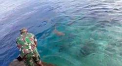 Video Unik Persahabatan Kopda Maikel dengan Hiu di Raja Ampat