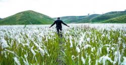 Awal 2020, Intip Keindahan Savana Ilalang yang Bermekaran di Gunung Ijen