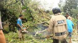 Pohon Tumbang Ganggu Akses Jalan Trans Flores NTT