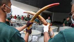 Pasutri WNI Ditangkap di Malaysia atas Kepemilikan 4 Gading Gajah