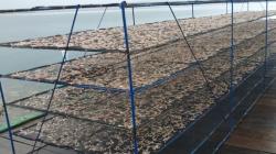 Duh, Cuaca Ekstrem Pengaruhi Produksi Ikan Teri di Lembata<