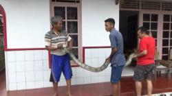 Ular Piton 5 Meter Ditangkap Warga Gunungkidul saat Hendak Mangsa Ayam