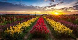  Rainbow Garden, Wisata Baru di Gowa yang Mirip Keukenhof Belanda