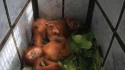 Perburuan Masih Terjadi, Orangutan di Ambang Kepunahan