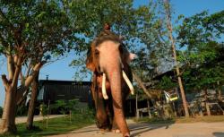 Gajah di Thailand Ikut Aksi Keprihatinan Karhutla Australia yang Musnahkan Jutaan Satwa