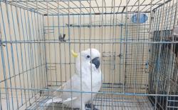 Polda Sumut Tangkap 3 Pelaku Jual Satwa Dilindungi, Oknum Polisi Terlibat