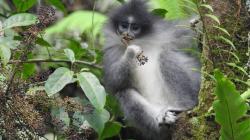 Surili, Monyet Langka Endemik Jawa Barat Berkeliaran di Cibeber Cianjur 2 Bulan Terakhir