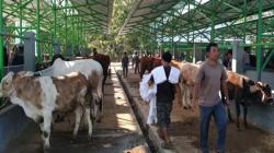 Antisipasi Antraks, Pemkab Kulonprogo Intensifkan Pengawasan Pasar Hewan<