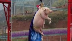 Babi Dipaksa Bungee Jumping di China Picu Kemarahan Netizen dan Pemerhati Satwa