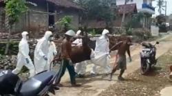 Kematian Ternak Meningkat, Dinas Pertanian dan Pangan: Tidak Semua Kena Antraks