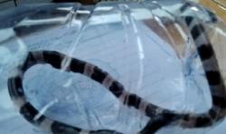 Balita di Cirebon Meninggal akibat Digigit Ular Weling, Ini Kata Peneliti