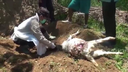 45 Ekor Kambing di Pacitan Mati Tercabik, Diduga Diserang Binatang Buas