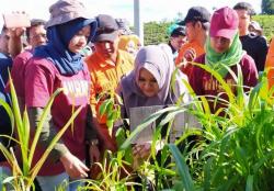 Cegah Bencana, Ribuan Pendaki Tanam 3.240 Pohon di Gunung Ungaran Kendal