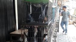 Kisah di Balik Larangan Memakan dan Membunuh Kelelawar dalam Islam