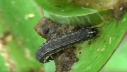 Tanaman Jagung Diserbu Ulat Grayak, Petani di Lamongan Terancam Gagal Panen