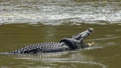 Ada Buaya Berkalung Ban di Palu, BKSDA Gelar Sayembara bagi Warga yang Bisa Melepas