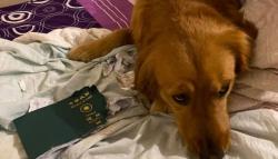 Paspor Disobek Anjing, Perempuan Ini Gagal ke Wuhan dan Terhindar dari Virus Korona