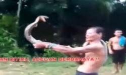  Video Viral Pawang Ular Tewas Digigit King Cobra