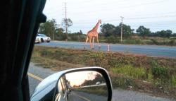 Kabur 2 Hari, Jerapah Afrika yang Baru Didatangkan ke Thailand Ditemukan Mati di Semak