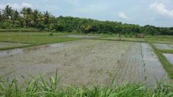 30 Hektare Tanaman Padi di Kulonprogo Mati akibat Serangan Keong