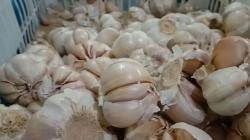 Harga Bawang Putih di Bandung Masih Tinggi
