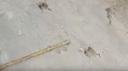 Induk Harimau dan 2 Anak yang Muncul di Kampar Berhasil Digiring Kembali ke Habitat