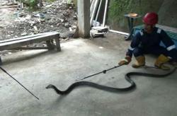 Hi, Ular Kobra Sembunyi di Saluran Air, Pemilik Rumah di Cimahi Panik