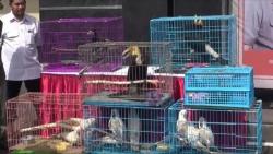 Polisi Bongkar Kasus Perdagangan Satwa Liar yang Rugikan Negara Miliaran Rupiah