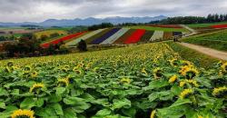Bukit Biei Hamparan Bunga Warna-warni yang Indah di Hokkaido Jepang