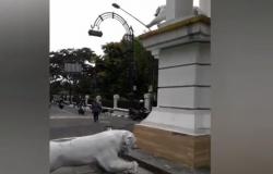 Patung Maung Bandung Roboh di Simpang Braga