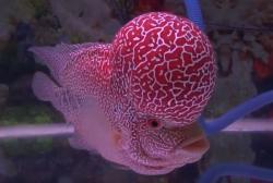 Ikan Louhan Seharga Rp50 Juta Menangi Kontes ILC di Semarang