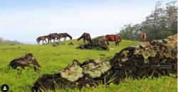 Perbukitan Fatukoto, Selandia Baru di NTT yang Terlihat Eksotis
