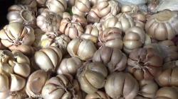 Kementan Terbitkan 200 Rekomendasi Impor Bawang Putih, Total Volume 1,1 Juta Ton 