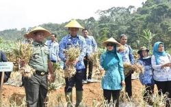 Harga Mahal, Petani Bawang Putih di Batang Untung Besar