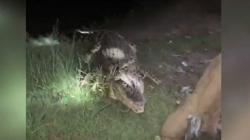 Bukan Target, Seekor Buaya yang Tertangkap di Sungai Palu Dilepas Kembali