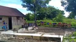Bikin Resah, Gerombolan Sapi Liar Masuk Permukiman Warga di Palopo dan Buang Kotoran Sembarangan