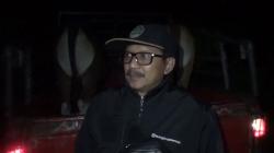 Gerombolan Sapi Liar di Palopo Resahkan Warga, Dinas: Pemilik Ternak Akan Kena Sanksi Pidana