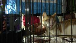 Pria di Cirebon Tembak Mata Kucing hingga Buta, Pencinta Binatang Tempuh Jalur Hukum