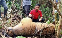 Harimau Ditemukan Mati Membusuk Terjerat Sling Baja di Hutan Seluma Bengkulu