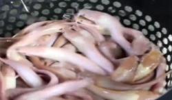 Video Pria di Jepara Budidaya Ikan Lele Unik Berwarna Merah Muda