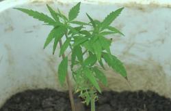 Tanam Ganja, Seorang Pria di Kemang Dibekuk Polisi