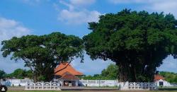 Piknik ke Yogyakarta? Coba Ritual Masangin di Alun-Alun Kidul Yuk