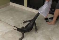 Video Biawak Besar Masuk Rumah Gegerkan Warga Tangerang