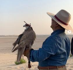 Kunker ke UEA, Prabowo Bahas Kerja Sama Pertahanan Sambil Lepas Elang di Padang Pasir