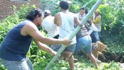 Kabur dari Kandang, 2 Anak Sapi di Blitar Terperosok ke Sumur Tak Terpakai