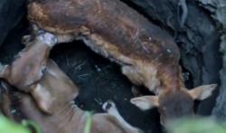 Video 2 Ekor Sapi Limosin di Blitar Terperosok Sumur, Proses Evakuasi Dramatis