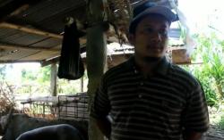 Puluhan Babi di Karangasem Bali Mati, Peternak Mengaku Rugi